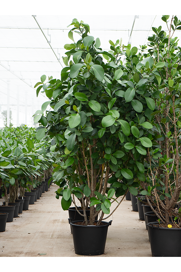 Clusia Rosea Green Magic