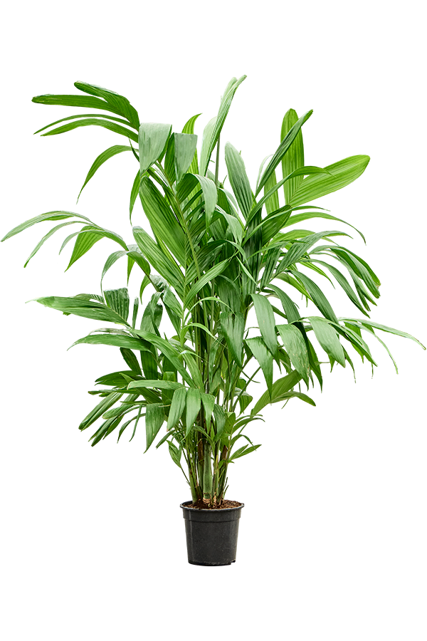 Areca Triandra