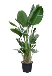 Strelitzia Nicolai (200-220cm)