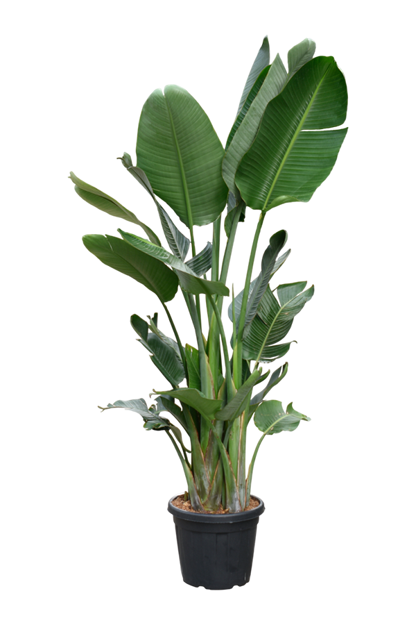 Strelitzia Nicolai (200-220cm)