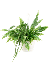 Nephrolepis Exaltata Green Lady