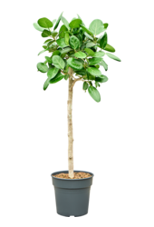 Ficus Benghalensis Audrey