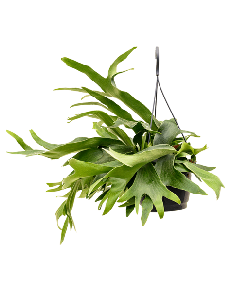 Platycerium