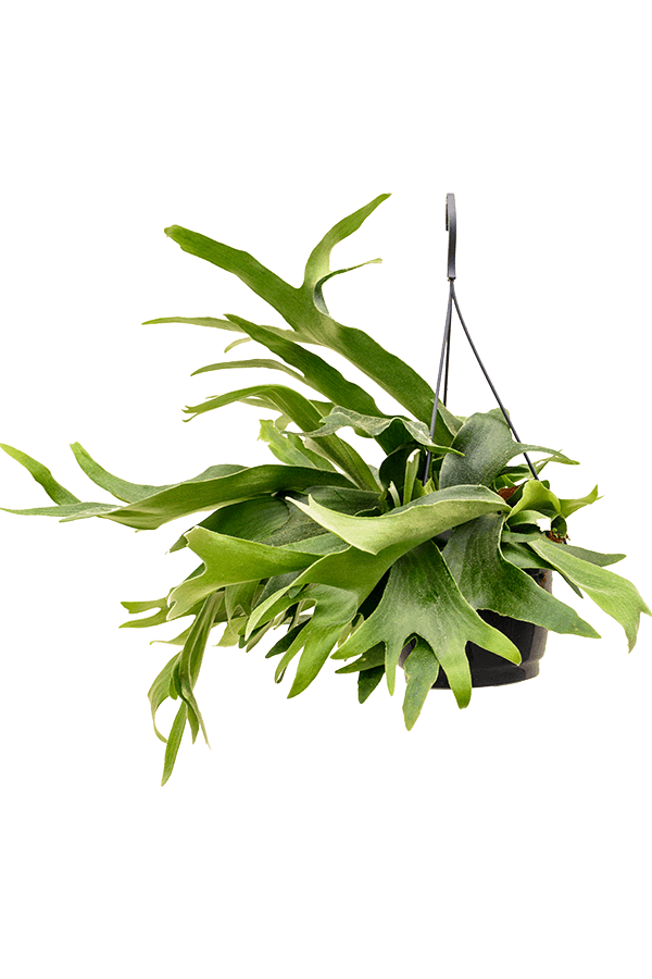 Platycerium Bifurcatum