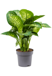Dieffenbachia Seguine Reeva