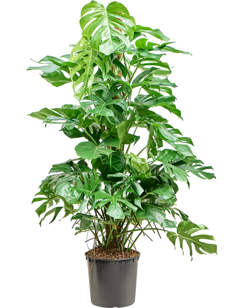 Monstera