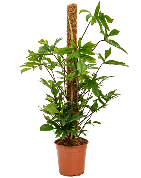 Philodendron