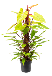 Philodendron Painted Lady