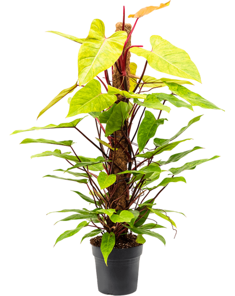 Philodendron