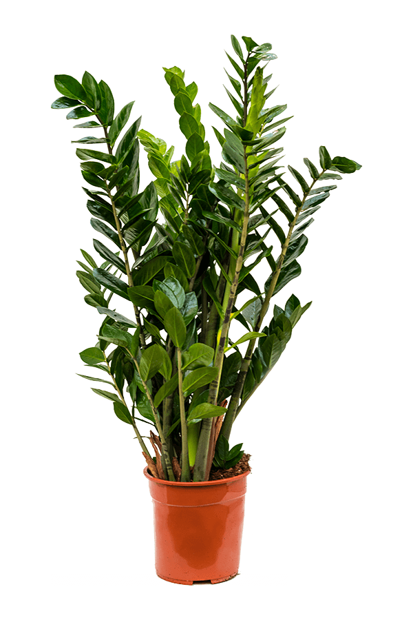Zamioculcas Zamiifolia