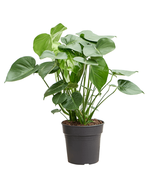 Monstera
