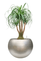 Baq Metallic Silver Leaf Globe Matt Light Champagne (met inzetbak)