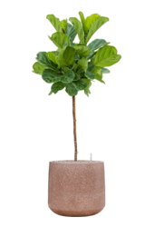 Baq Terrazzo Darcy Mocha