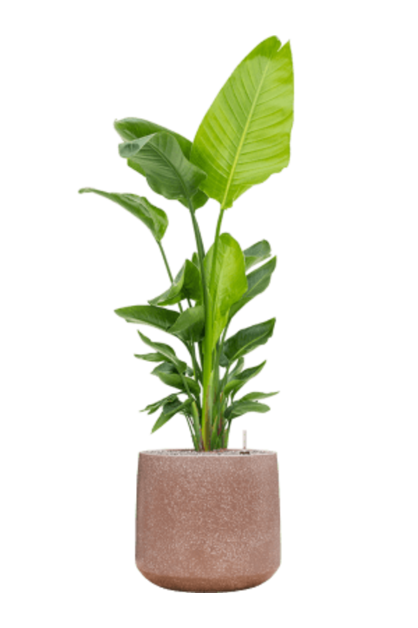 Baq Terrazzo Darcy Mocha