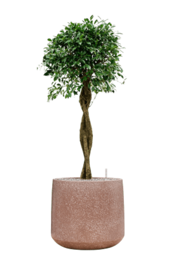 Baq Terrazzo Darcy Mocha