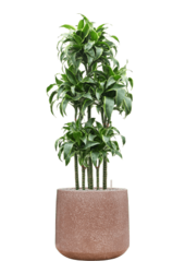 Baq Terrazzo Darcy Mocha