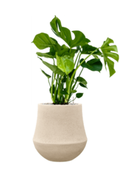 Baq Polystone Coated Plain Darcy Natural