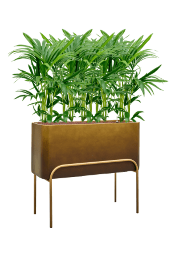 Baq Gradient Elevated Rectangle High Matt Honey ( + voet)