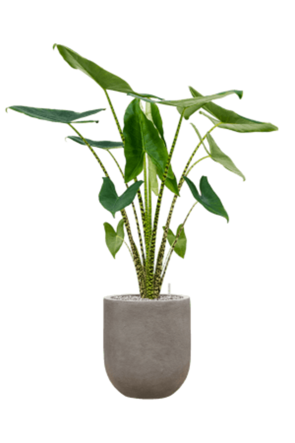 Baq Nucast Couple Elephant Grey (met inzetbak)