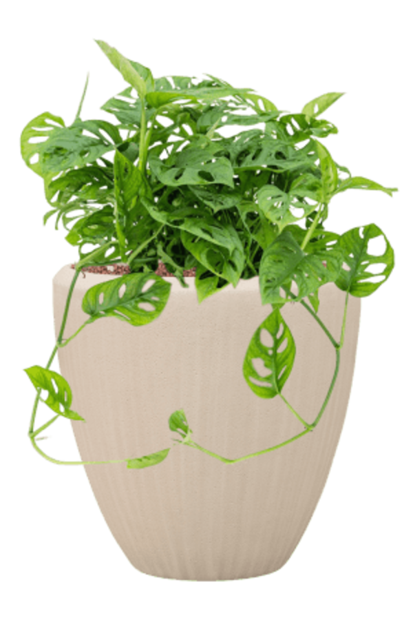 Baq Polystone Plain Couple Natural (met inzetbak)