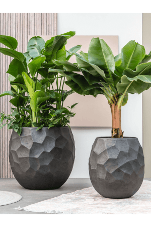 Baq Polystone Nathan James Balloon Pueter Champagne