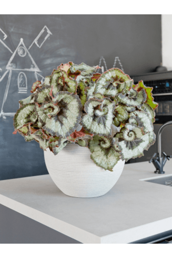 Ridged Horizontally Abby S Cement