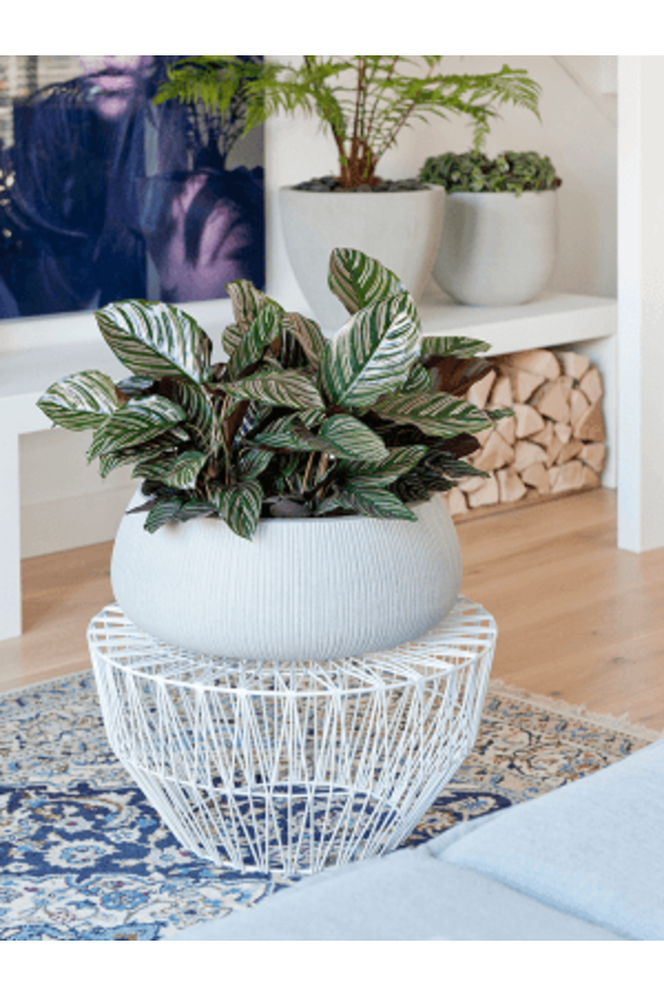 Ridged Vertically Eileen XL Cement