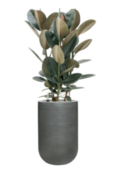 Ridged Horizontally Cody M Dark Grey