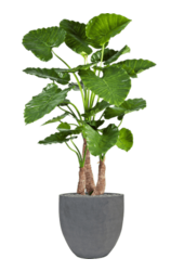 Fiberstone Jesslyn S Grey