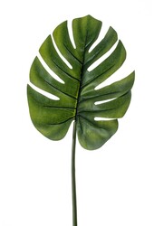 Monstera blad L - sale