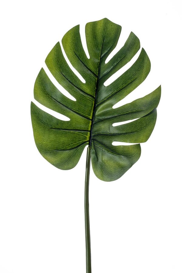 Monstera blad L - sale
