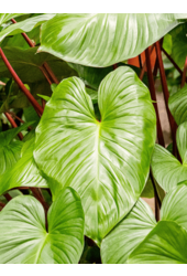 Homalomena Rubescens Maggy