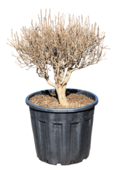 Enkianthus Perulatus