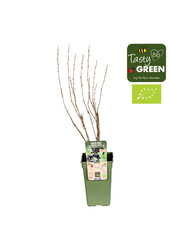 Aalbes Black bells - sale