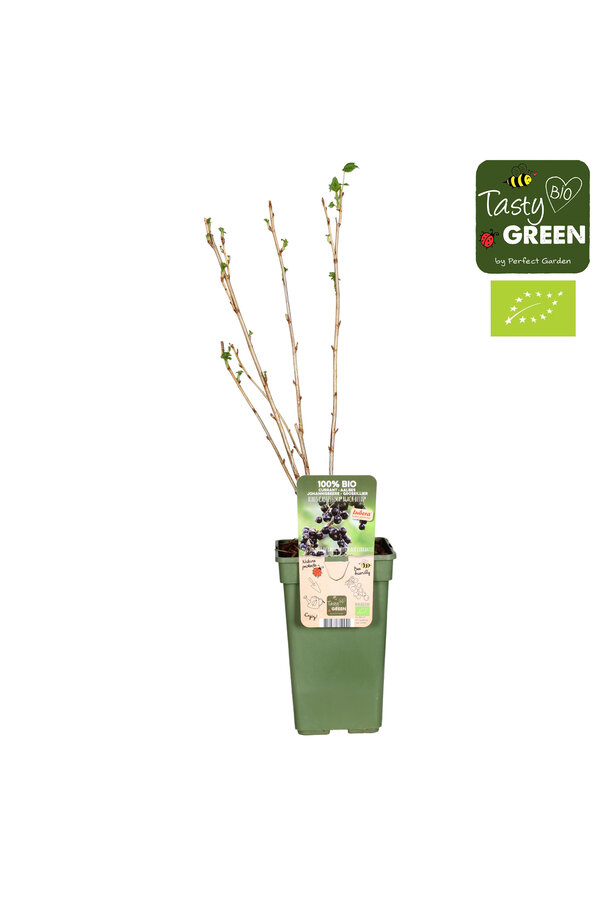 Aalbes Black bells - sale