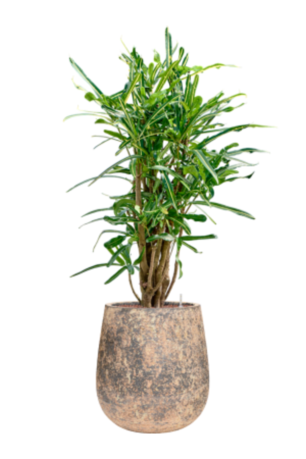 Hydroplant Croton (Codiaeum) Variegatum Banana