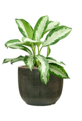 Hydroplant Aglaonema Diamond Bay