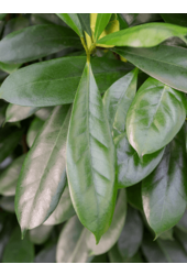 Hydroplant Ficus Cyathistipula