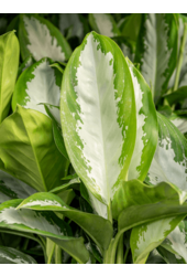 Hydroplant Aglaonema Diamond Bay