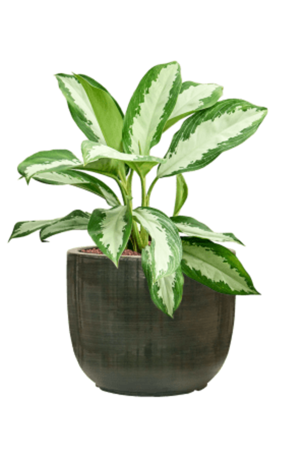 Hydroplant Aglaonema Diamond Bay