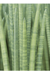 Hydroplant Sansevieria Cylindrica Tower