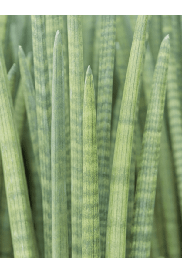 Hydroplant Sansevieria Cylindrica Tower