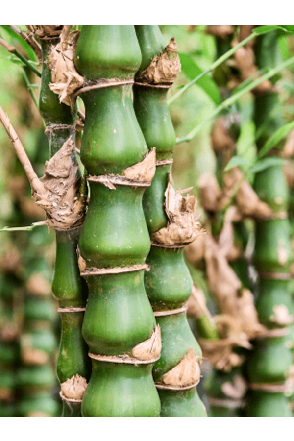 Bambusa Ventricosa (140-160)