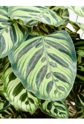 Calathea Makoyana