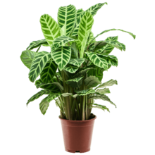 Calathea zebrina