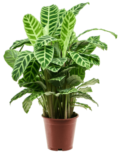 Calathea