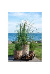 Hanoi Plantenbakken - Waterhyacint, natuurlijk - Set van 3