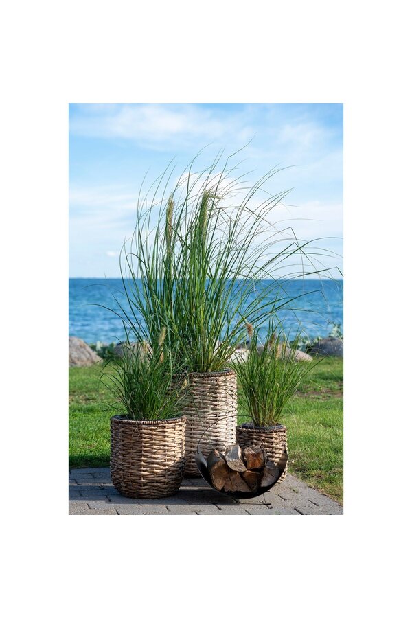 Hanoi Plantenbakken - Waterhyacint, natuurlijk - Set van 3