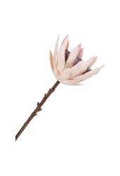 King Protea Boeket - Kunstbloemen, bordeaux mix, 65 cm