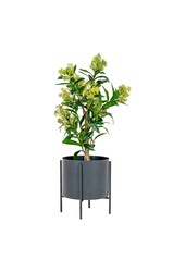 Skimmiaboom - Groen, PE-kunststof, H:75 cm